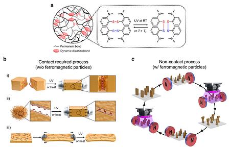 <동적 공유 결합 메커니즘 (왼쪽) 및 UV에 의한 미세구조 고정>